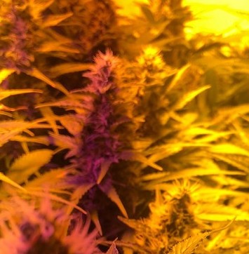 Charisma Ultra Lemon Haze